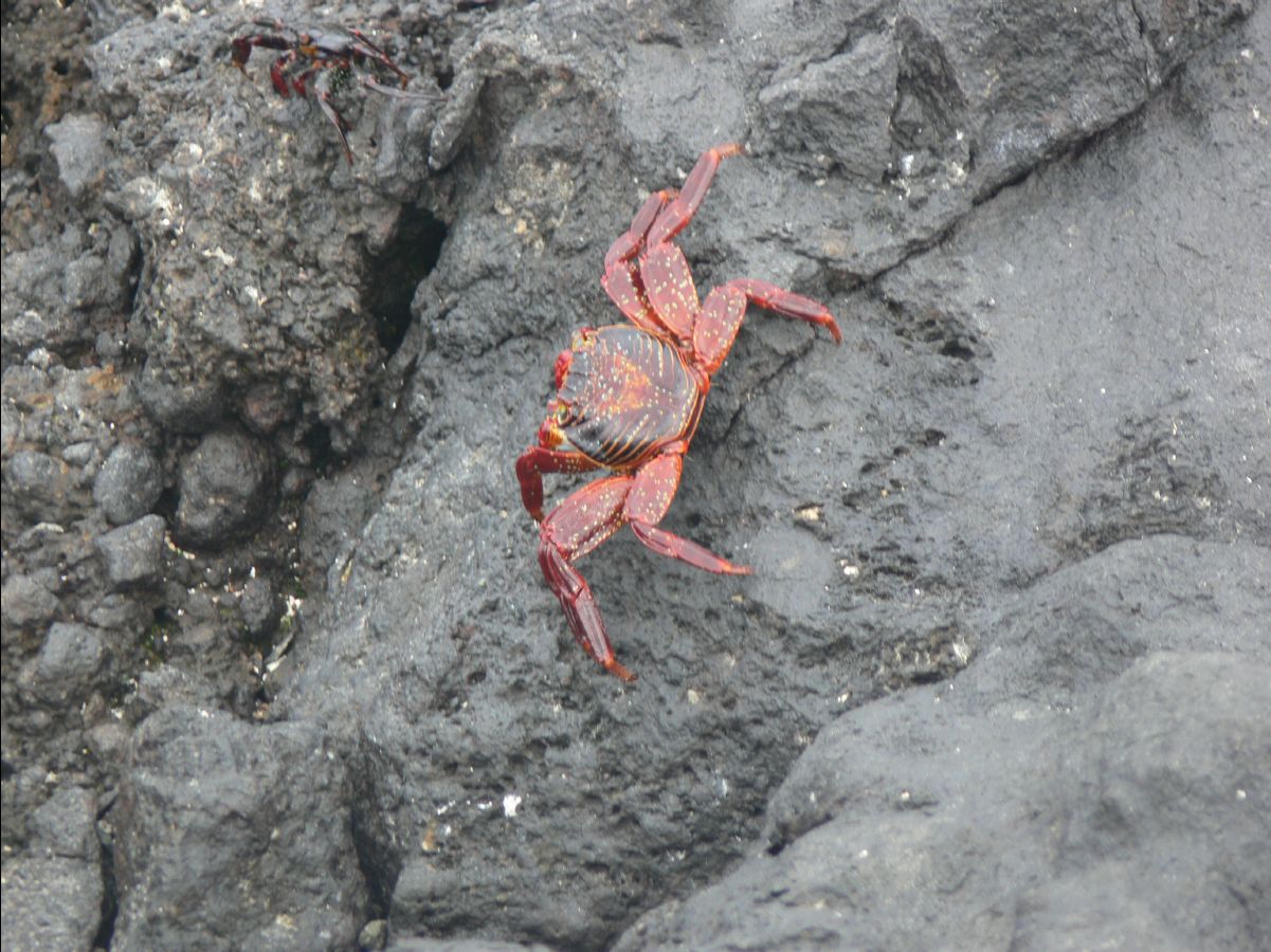 Sally lightfooted crab108